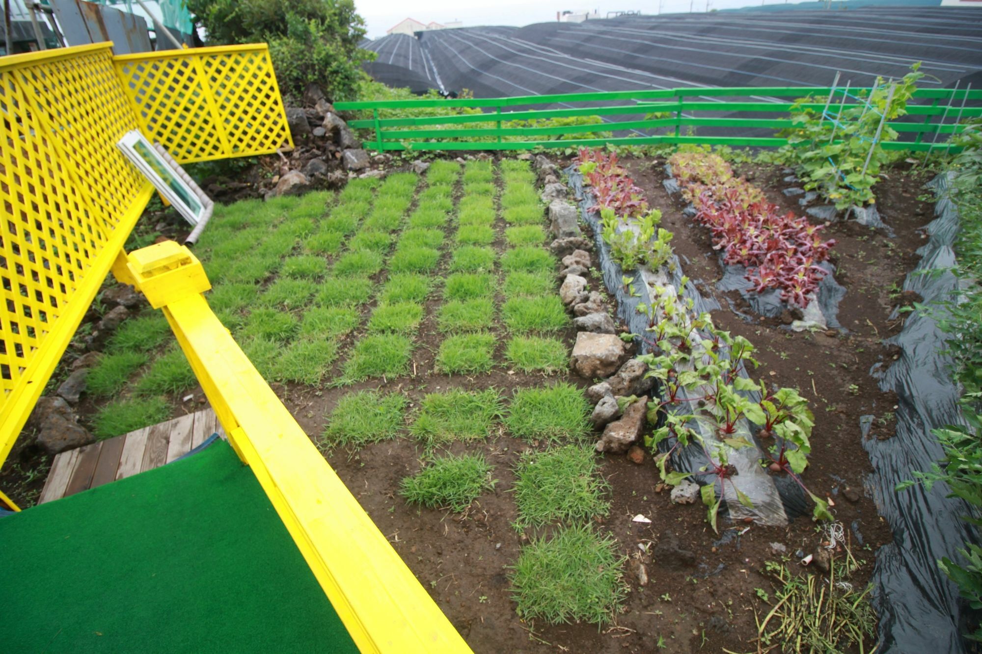 Jeju Sunflower Pension Seogwipo-stad Buitenkant foto